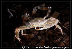 Crab by Ferdinando Meli 